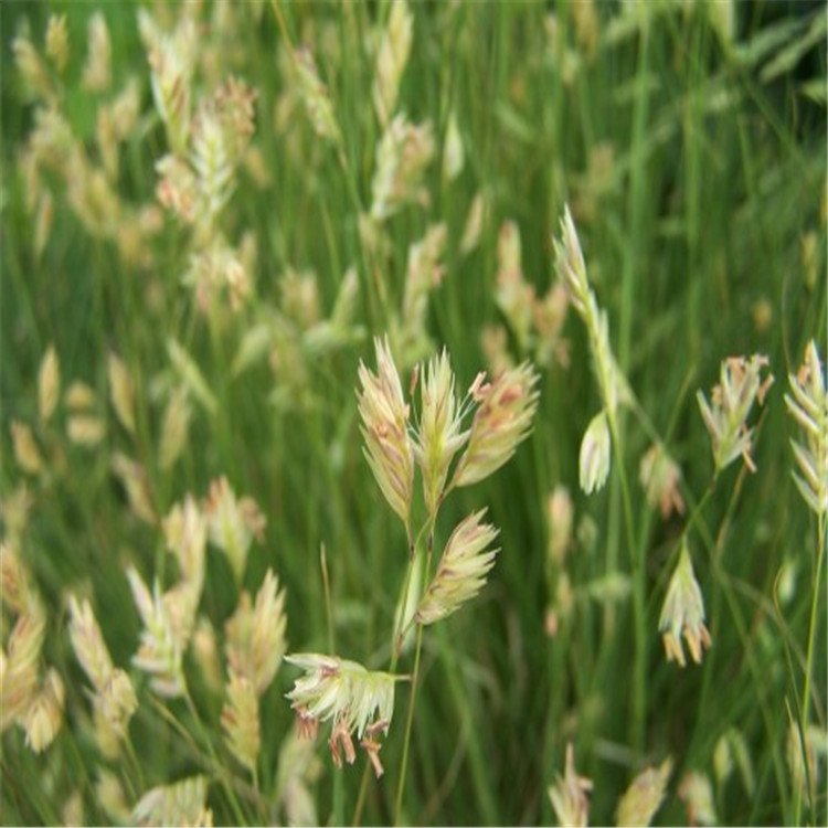野牛草花穗 野牛草花穗