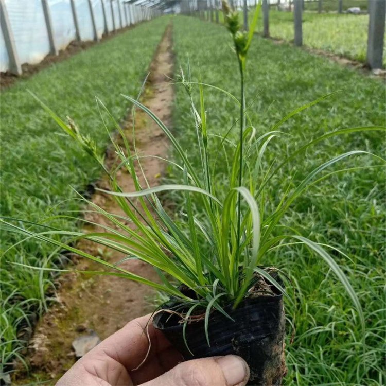 青綠苔草 青綠苔草