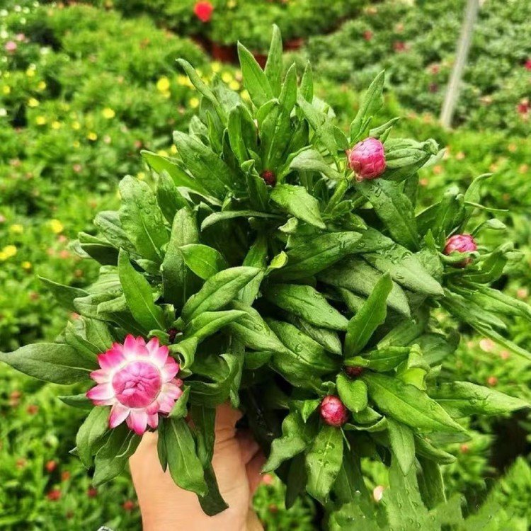 麥桿菊 麥桿菊