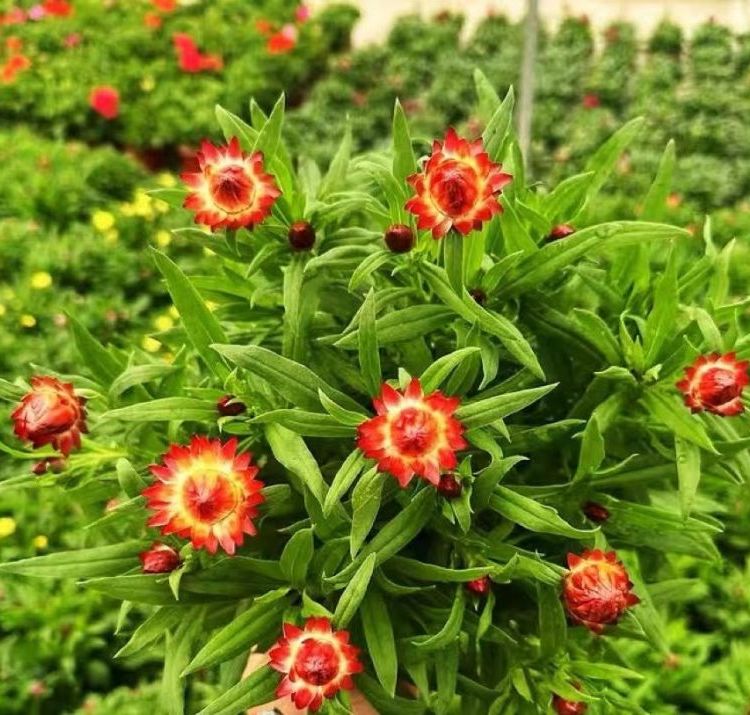 麥桿菊 麥桿菊
