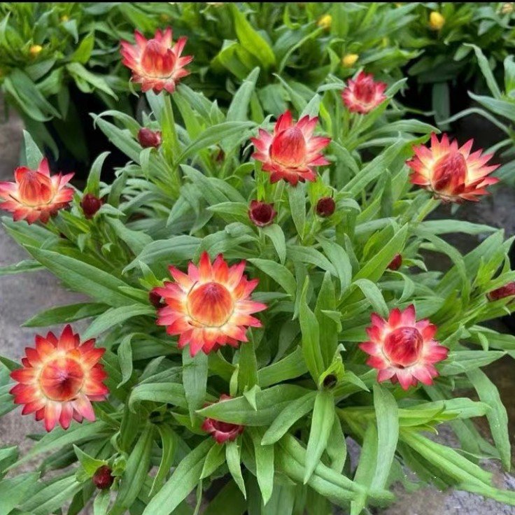 麥桿菊 麥桿菊