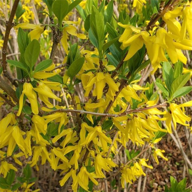 金鐘花春天開花的樣子 金鐘花春天開花的樣子