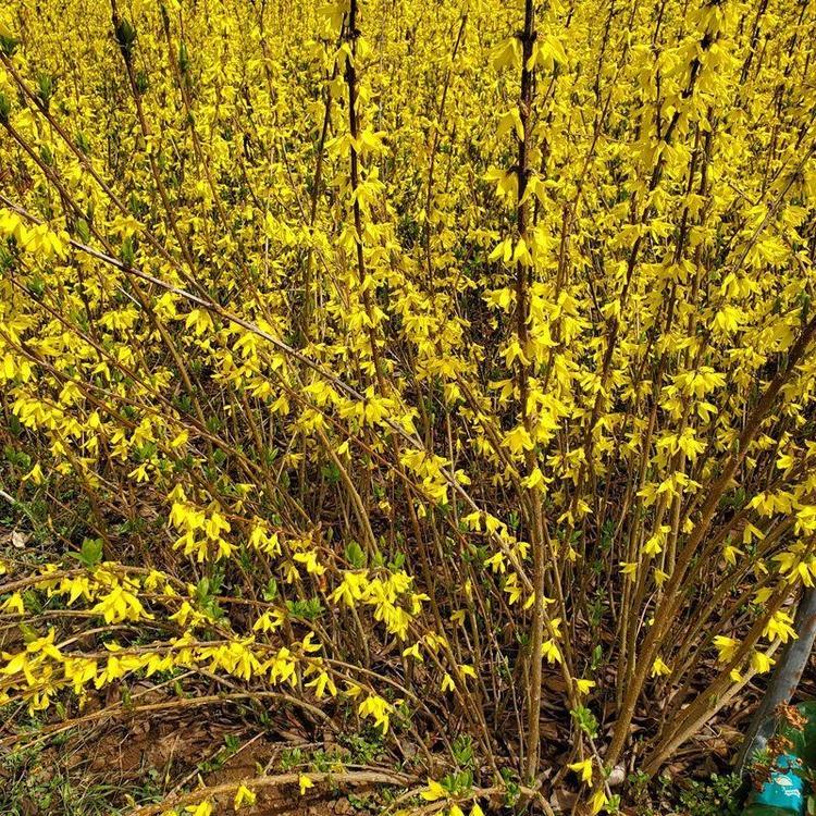 金鐘花春天開花的樣子盛花期 金鐘花春天開花的樣子盛花期